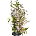 Orchid Basket