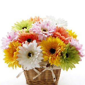 (54) Multicolor Gerbera basket