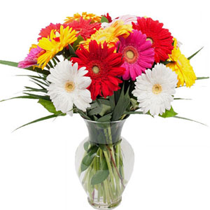 Touch Gerbera