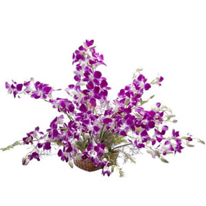 (40) Orchids in a Basket