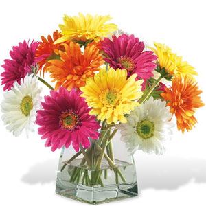 Mixed Gerbera in a Vase