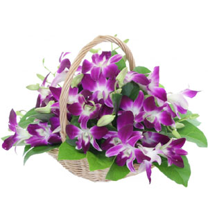 (11) Orchids in a Basket