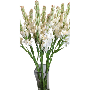 One dozen Rajanigandha in a vase