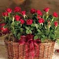 Rose Basket 