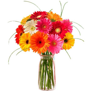 12 pcs gerbera in a vase