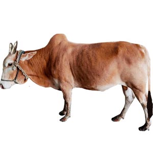 (0001) Medium Live Cow for Eid-Ul-Adha
