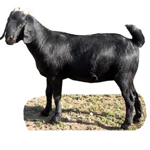 (0003) Medium Live Goat for Eid-Ul-Adha
