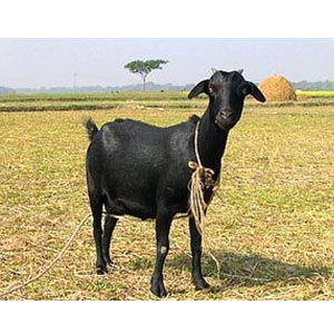 (0002) Small Live goat for Eid-Ul-Adha