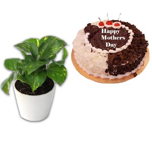 (09) Live Money Plant W/ Mr. Baker- Mix Forest Cake