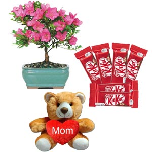  Chocolates W/ Teddy Bear & Live Plants