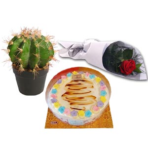 (000011) Cake with cactus and red rose